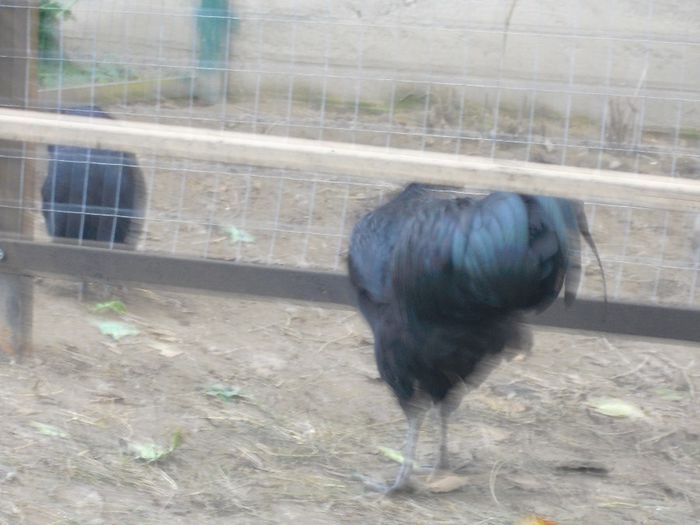 CIMG5823 - Australorp 2