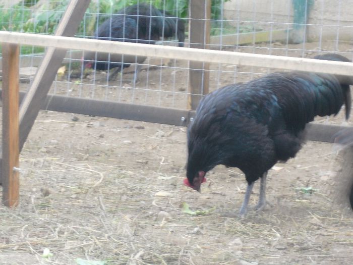 CIMG5825 - Australorp 2