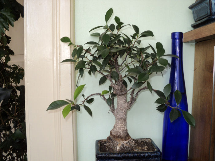 Ficus benjamina; primita de Mos Nicolae 2o09 de la Rodica
