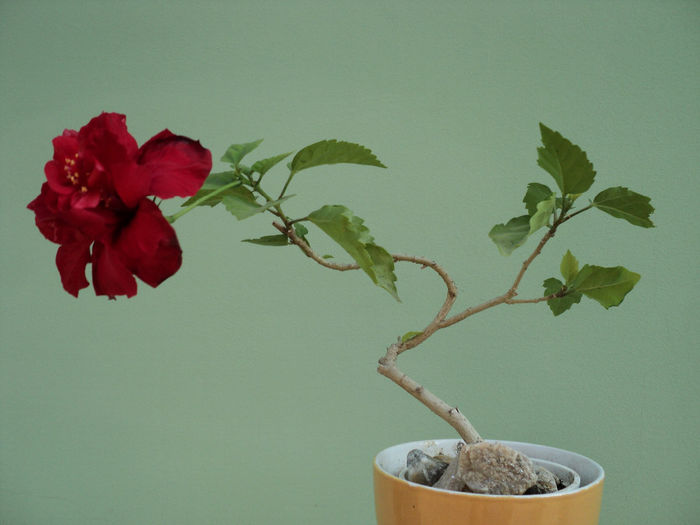 Hibiscus,prima floare,2012 - BONSAI