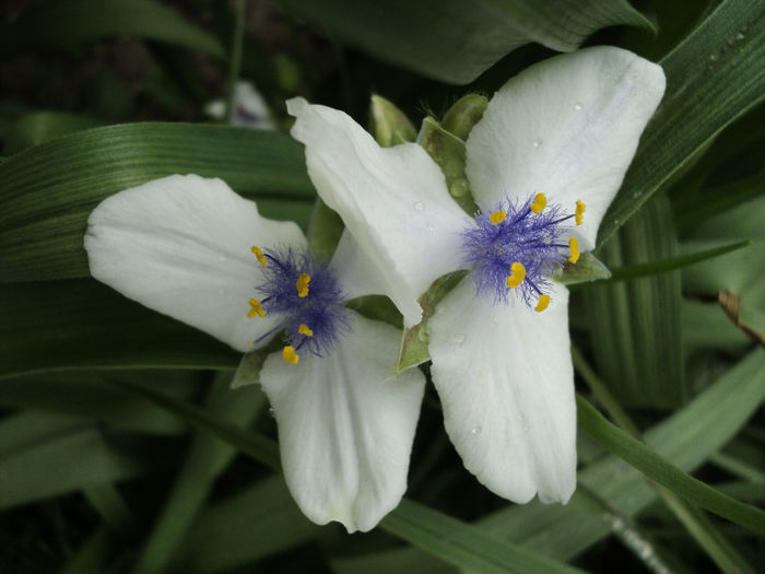 2012 120 - TRADESCANTIA