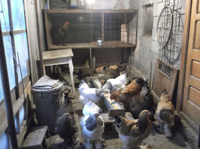 DSCF4233 - Pui brahma 2013