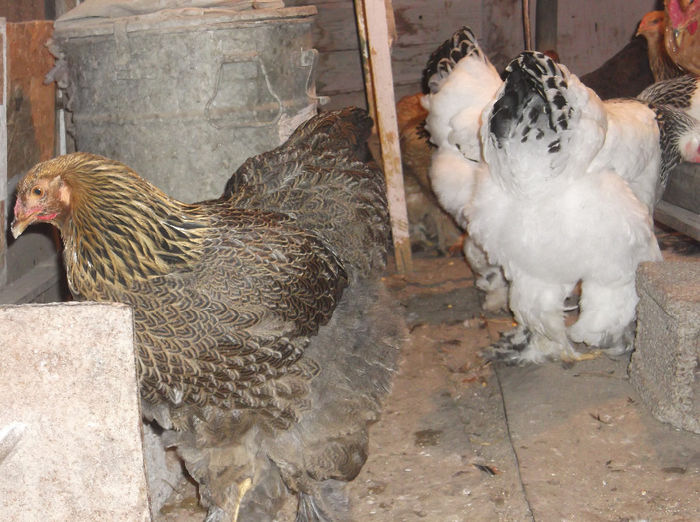 DSCF4242 - Pui brahma 2013