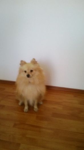 BRUNO CAINELE UNUI PRIETEN