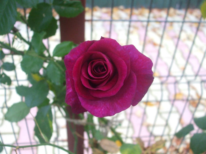 Violette Parfumee
