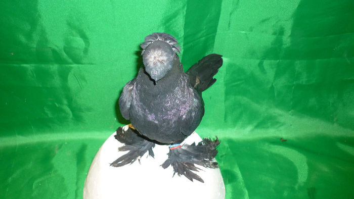 P1090425 - Jucatori de Botosani poze