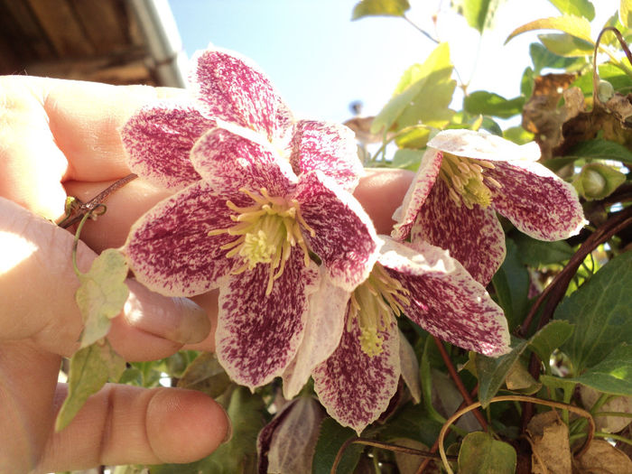 Cirrhosa Freckles