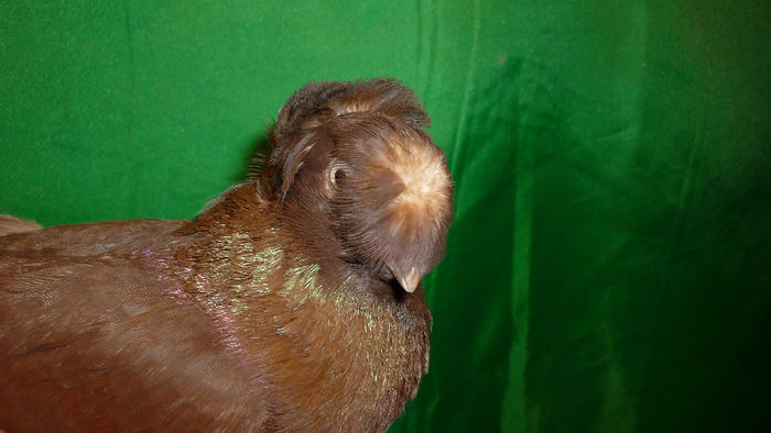 P1090469 - Jucatori de Botosani poze