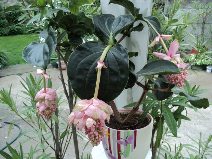  - MEDINILLA