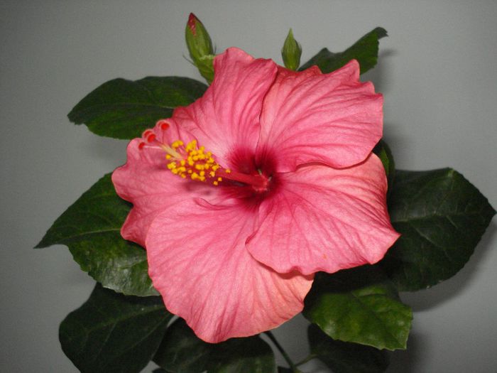Venetie - Hibiscus Venetie