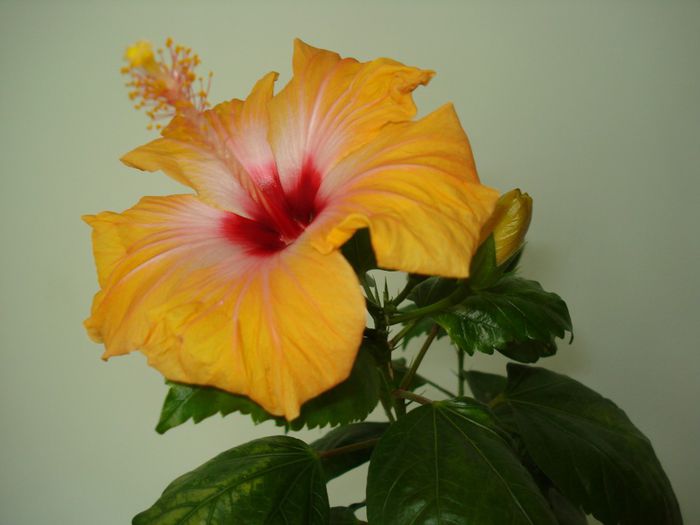 Hollyday Yelow - Hibiscus Yellow Holiday