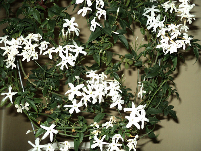 Jasmin - IASOMII