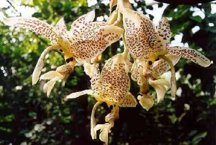Stanhopea oculata indisponibila - De vinzare orhidei