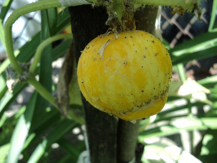 castravete lemon 2011 - LEGUME ȘI FRUCTE