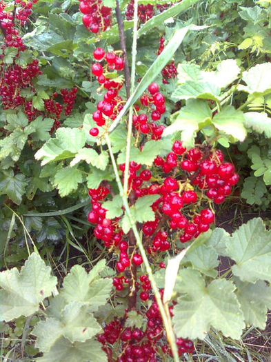 rozinchini Sadinca - LEGUME ȘI FRUCTE