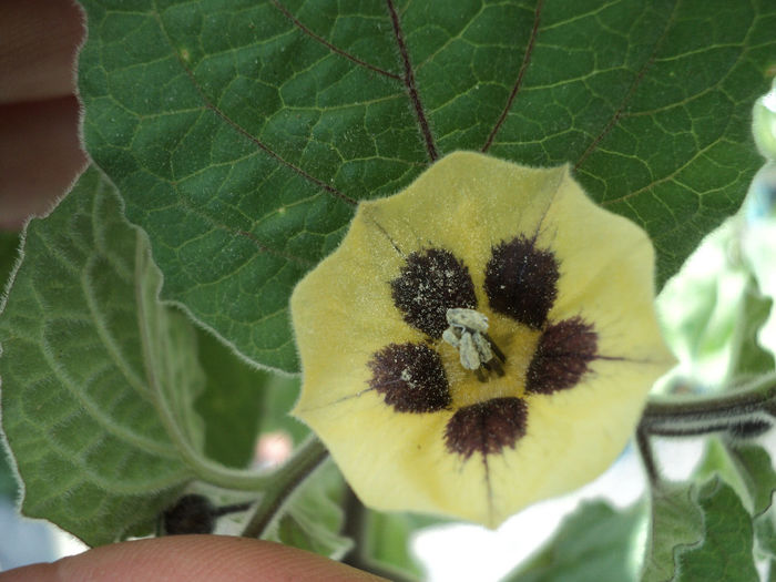 floare physallis - LEGUME ȘI FRUCTE