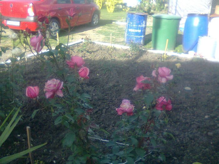 roz - florile mele
