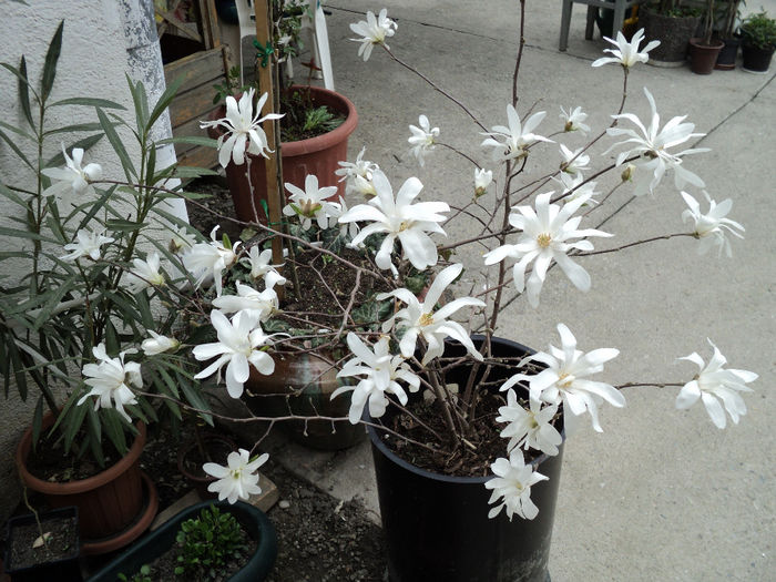 magnolia stellata 2011