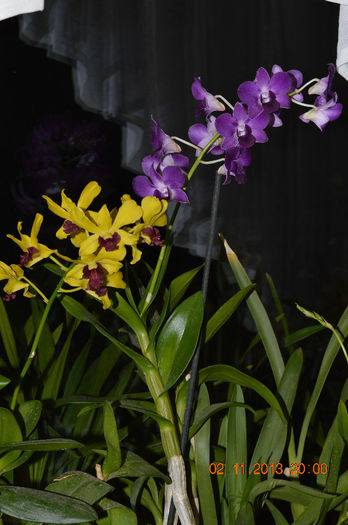 DSC_0089 - Dendrobium phalaenopsis