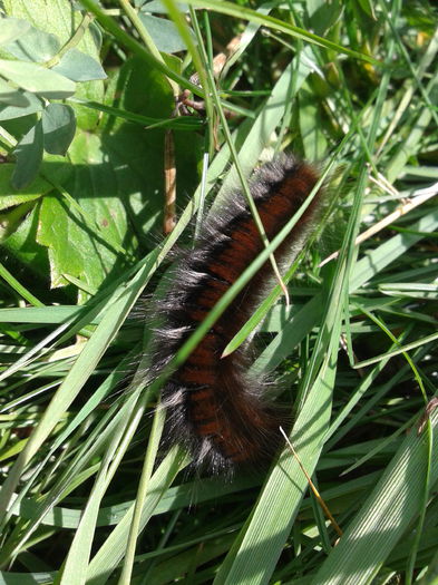 2013-10-19 12.46.59 - De prin natura