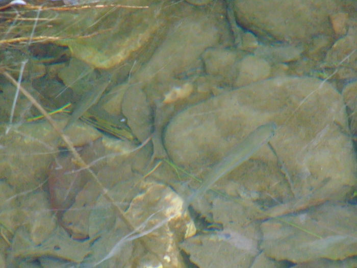 DSC00081 - De prin natura