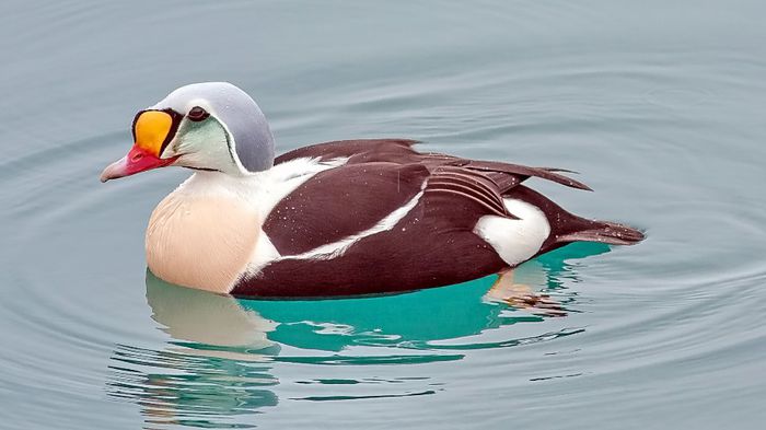 EIDERUL REGAL = Somateria spectabilis - Frumuseti ale naturii