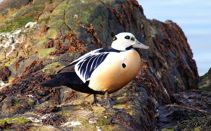 EIDERUL LUI STELLER = Polysticta stelleri