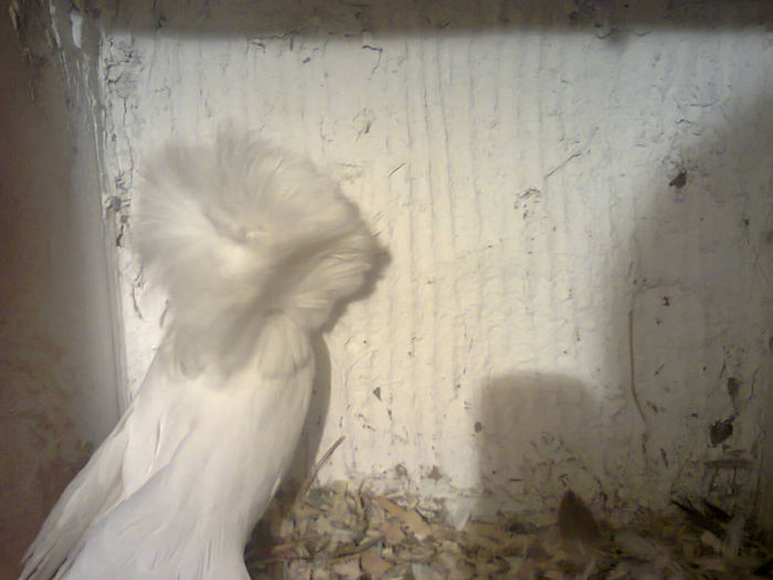 m 2012 import anglia - gulerati albi