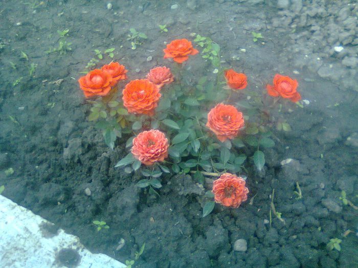 portocaliu - florile mele