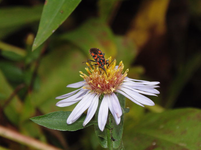 DSC00087 - De prin natura