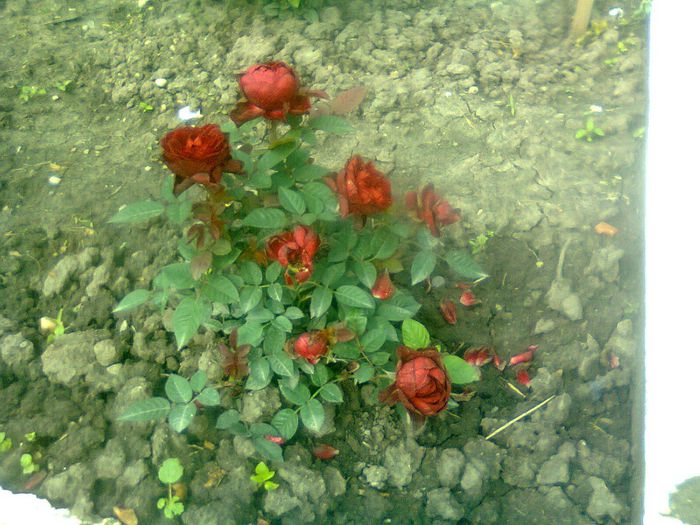 rosu catifelat - florile mele