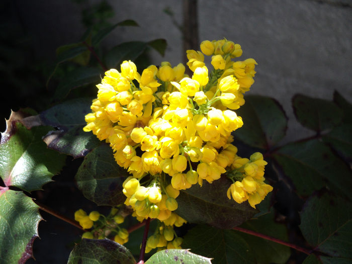 flori de mahonia - ARBUSTI CU FLORI