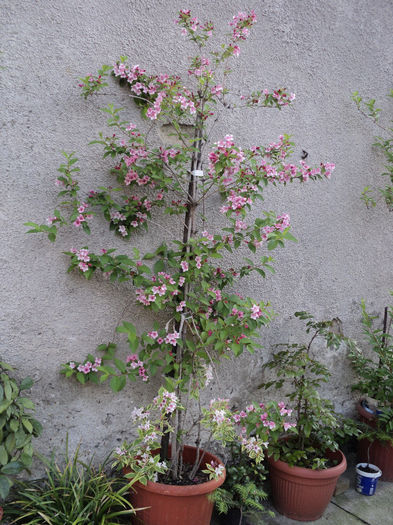 weigellia - ARBUSTI CU FLORI