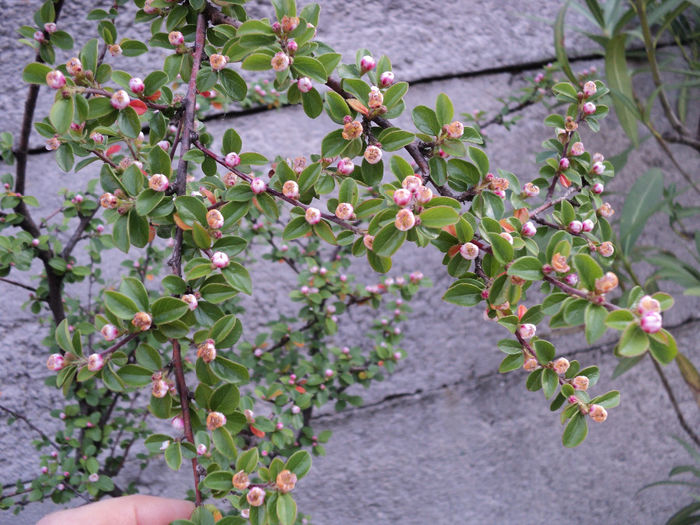 cotoneaster inflorit - ARBUSTI CU FLORI