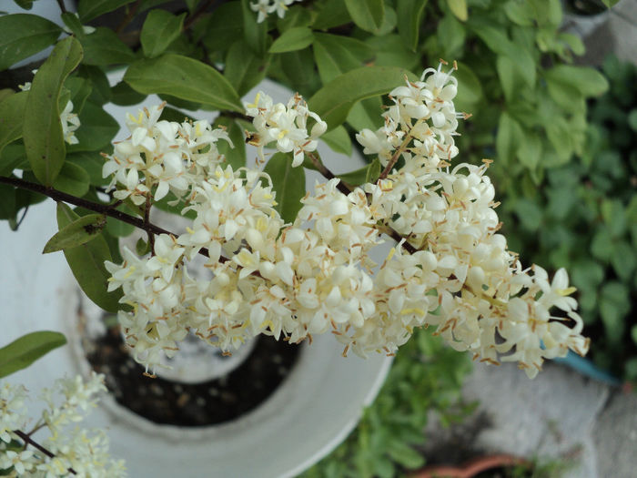 floare de ligustrum