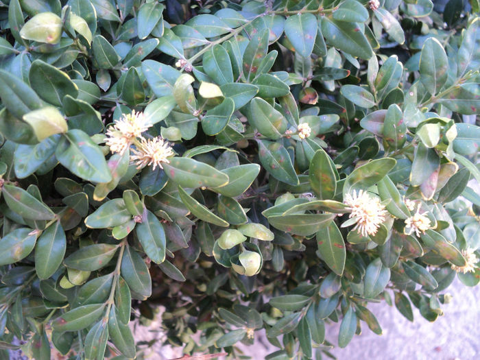 floare de cimisir - ARBUSTI CU FLORI