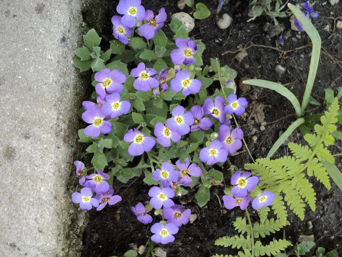 aubrieta - FLORICELE PE CAMPII