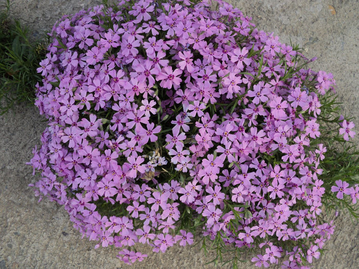 phlox pitic - FLORICELE PE CAMPII - nicogandila