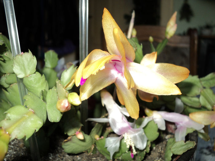  - RHIPSALIDOPSIS -Hatiora -Schlumbergera