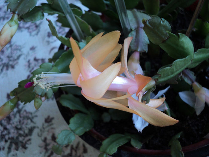  - RHIPSALIDOPSIS -Hatiora -Schlumbergera