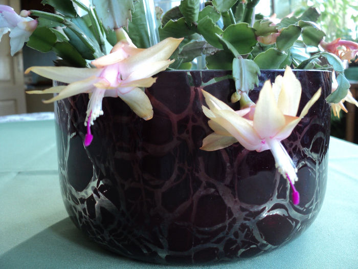  - RHIPSALIDOPSIS -Hatiora -Schlumbergera