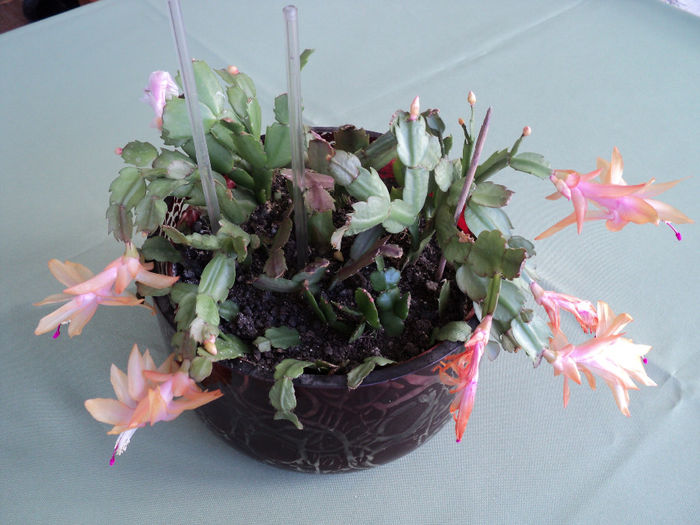  - RHIPSALIDOPSIS -Hatiora -Schlumbergera