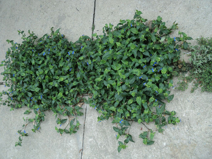 tradescantia weeds