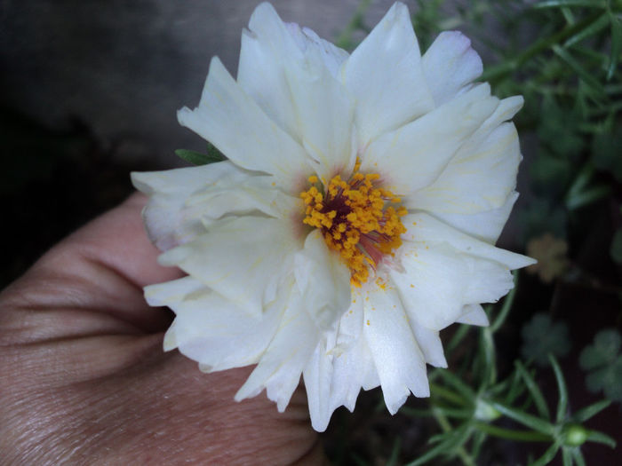 portulaca - FLORICELE PE CAMPII