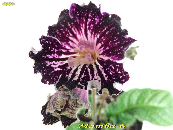 Mamba 6 (4-XI-2013) 1 - Streptocarpusi 2013
