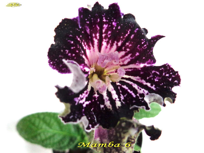 Mamba 6 (4-XI-2013) 2 - Streptocarpusi 2013