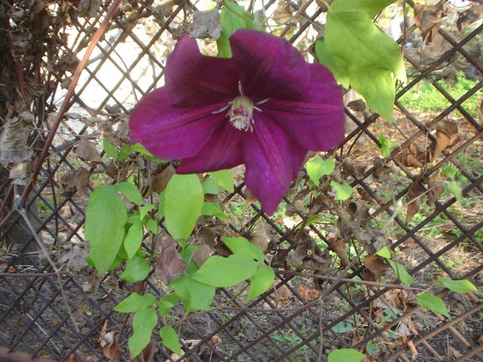 a 2-a inflorire - Clematis 2013