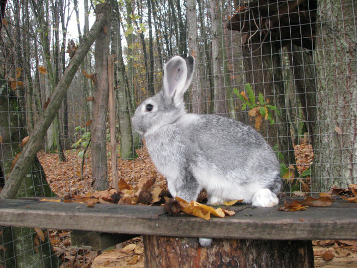 IMG_4050 - Iepurele de Cluj femela nr-4