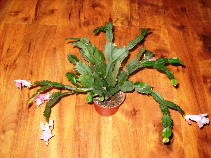 Schlumbergera - CACTUSI SI SUCULENTE