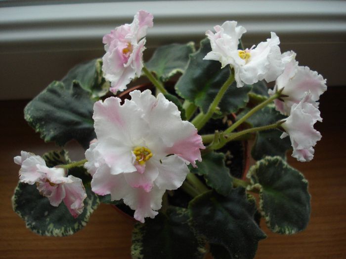 DSC05703 - RS - Elixir Krasoti